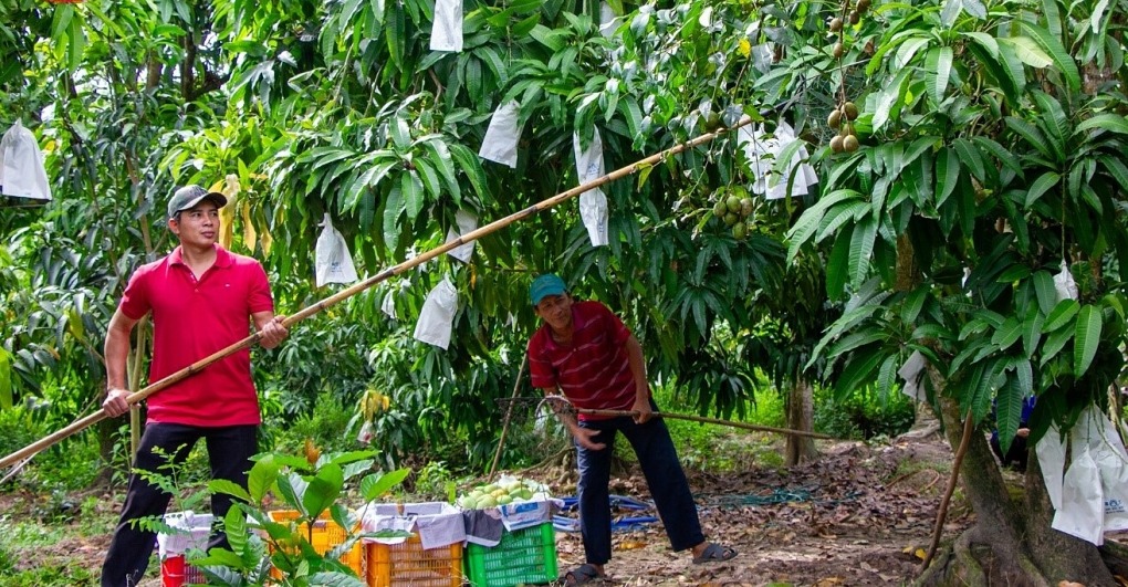 Cofidec đang tập trung phát triển các vùng nguyên liệu sạch tại Đồng bằng sông Cửu Long theo tiêu chuẩn GlobalGAP. Ảnh: SATRA